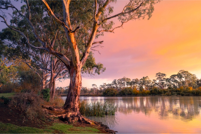 A peaceful outdoor scene with vertical trees and layered greenery and a lake aside