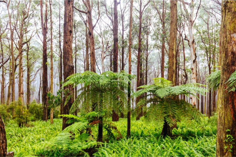 A calm bushland scene with a mix of tree heights and ground foliage.