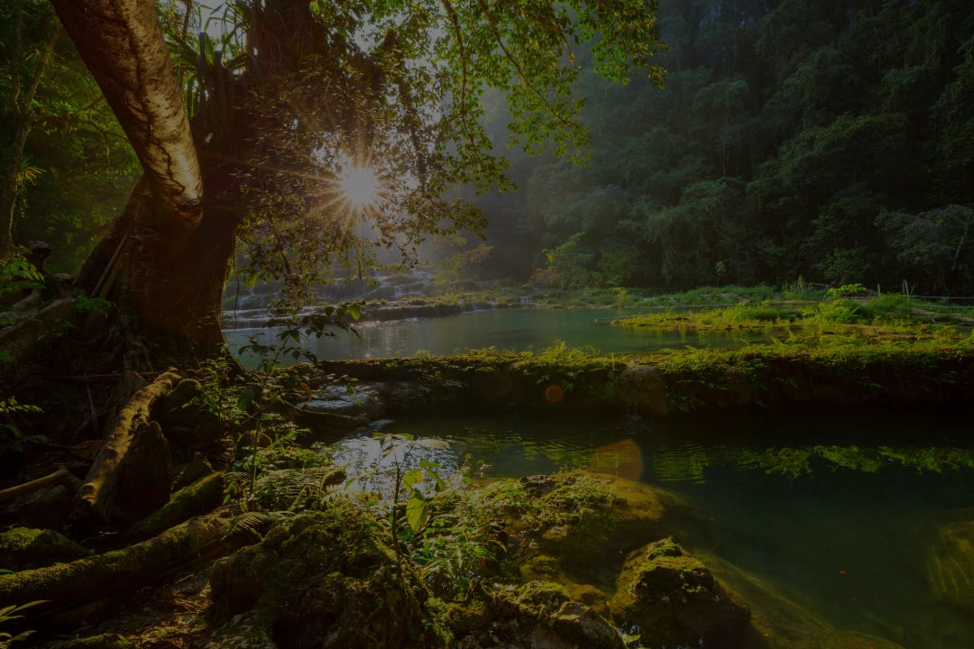 Serene forest over a lake