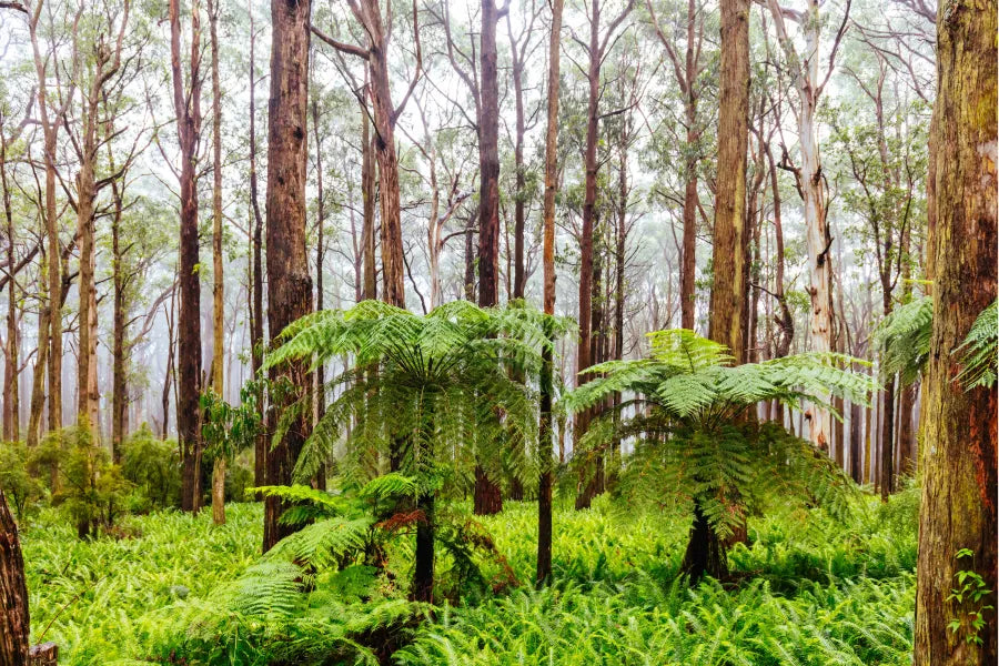 A peaceful outdoor scene with vertical trees and layered greenery.