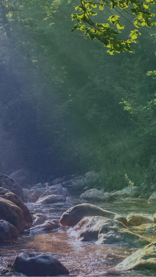 Calm forest scene with sunlight filtering through green trees and a stream of clear water over rocks