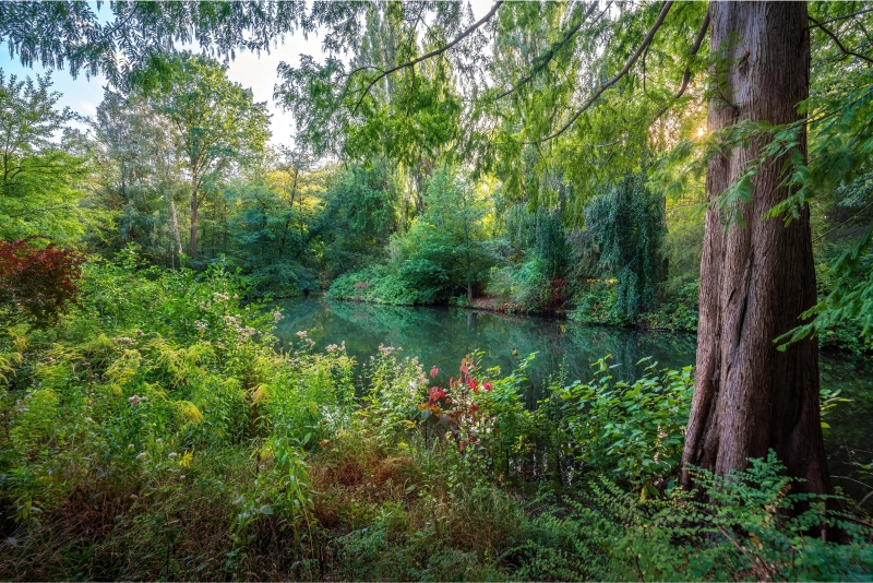 Clear water flowing gently down a rocky creek surrounded by green ferns, dense bush and forestry.