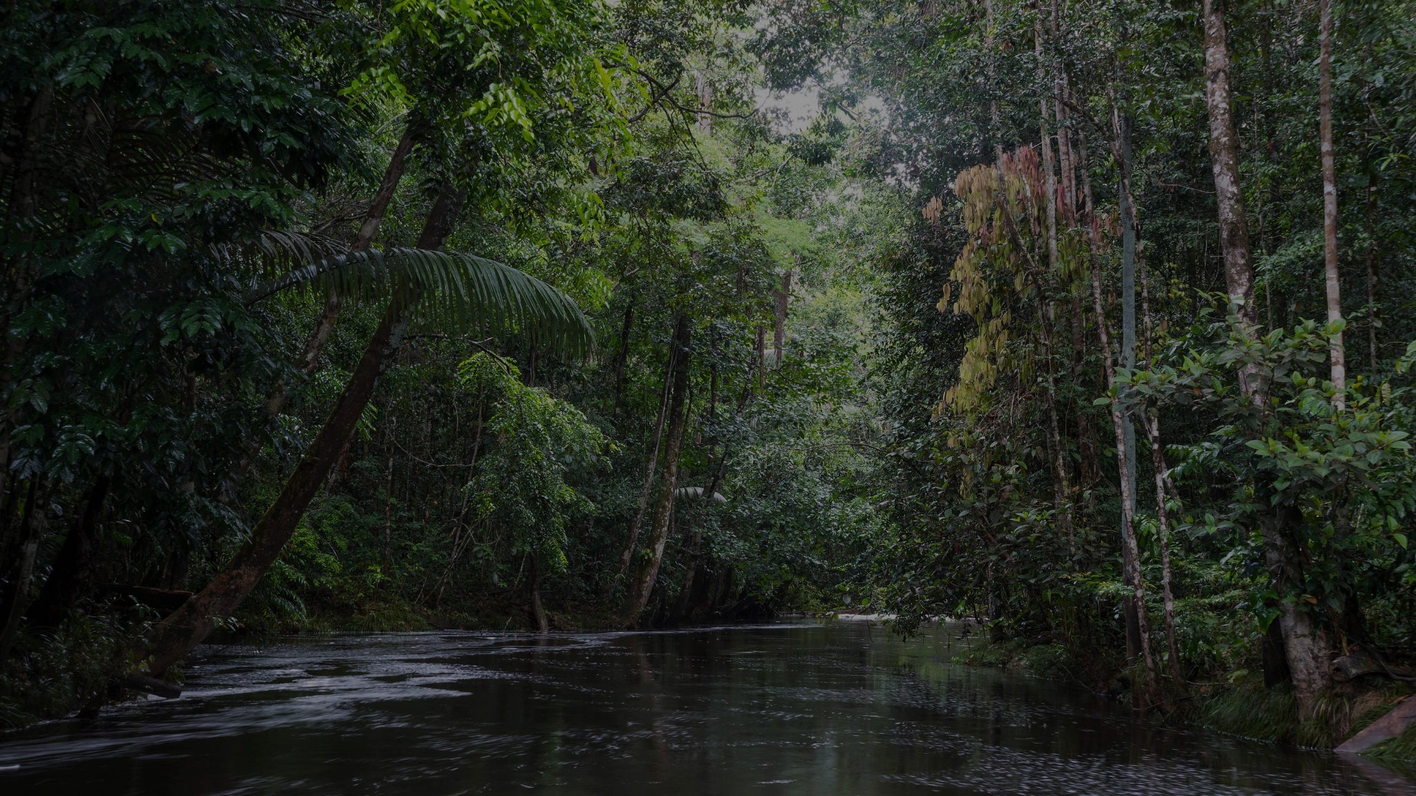 A tranquil river amongst a forest